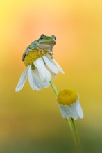 Baby Laubfrosch