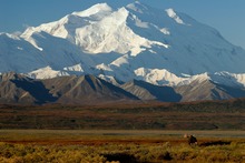 Herbst Im Denali Nationalpark