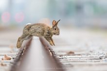 *hopp, hopp - schnell über die gleise*