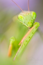 Mantis religiosa-Portrait