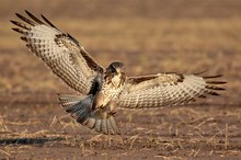 Mäusebussard im Anflug