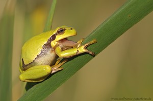 Laubfrosch