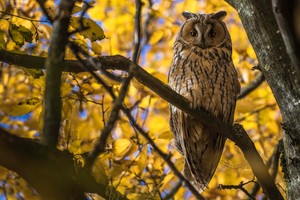 Goldener Herbst