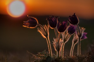 Sonnenuntergang bei den Küchenschellen