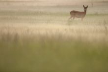 Abends im Nebel