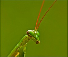 Schau mir in die Augen Kleines..