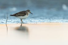 Temminckstrandläufer