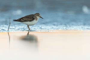 Temminckstrandläufer