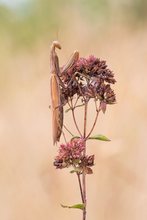 was passiert wenn man eine Mantis würzt?