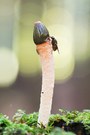 Gemeine Hundsrute mit Fliege