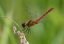 Blutrote Heidelibelle     - ein Dokufoto