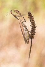 Mantis religiosa