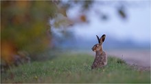 „Herbst-Hase“