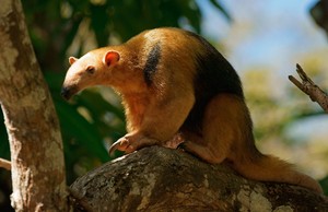 Kleiner Ameisenbär oder Tamandua