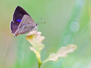 Der blaue Eichenzipfelfalter