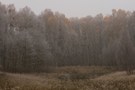 Herbst im Birkenwald