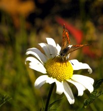 Kleiner Feuerfalter auf Kamillenblüte