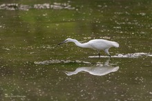 Seidenreiher bei der Jagd