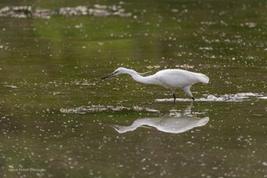 Seidenreiher bei der Jagd