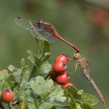 Blutrotes Männchen mit Südlichem Weibchen