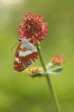 Kleiner Eisvogel