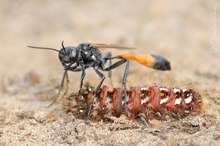 Raupenschlepper (2) - Ammophila sabulosa