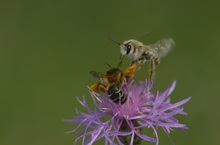 Ehekrach bei den Hosenbienen