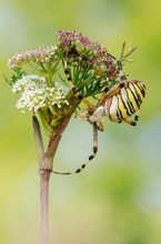 Argiope bruennichi