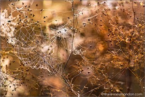 Herbstgeflüster