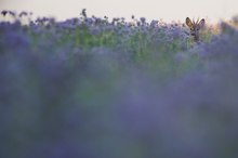 Bienenfreund