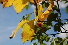 Frühherbst- das Leuchten beginnt!