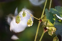 Wilder Hopfen