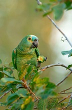 Blaustirnamazone (Amazona aestiva)