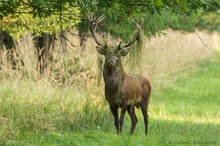 Hirschbrunft