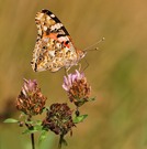 Distelfalter