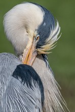 Verschlagener Blick