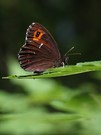 Erebia ligea