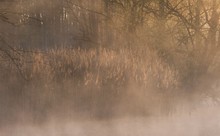 Wasser, Schilf und Bäume