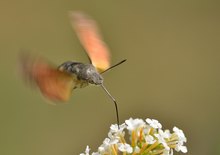 Taubenschwänzchen