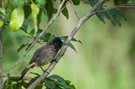 Rußbülbül -  Vögel auf Sri Lanka