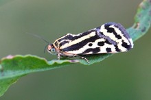 Das Ackerwinden-Bunteulchen