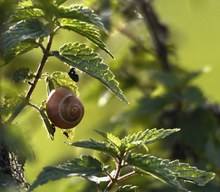 "Brennnesselschnecke"