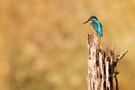 Eisvogel im Herbst