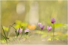 Cyclamen mit Rahmen