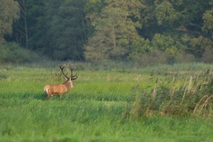 Platzhirsch