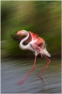Flamingotanz statt Flamencotanz