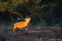 Platzhirsch im schönsten Abendlicht