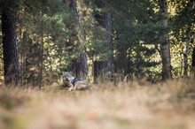 mein erster Wolf in Brandenburg