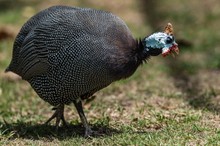 Perlhuhn