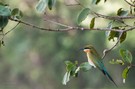 Blauschwanzspint - Vögel auf Sri Lanka